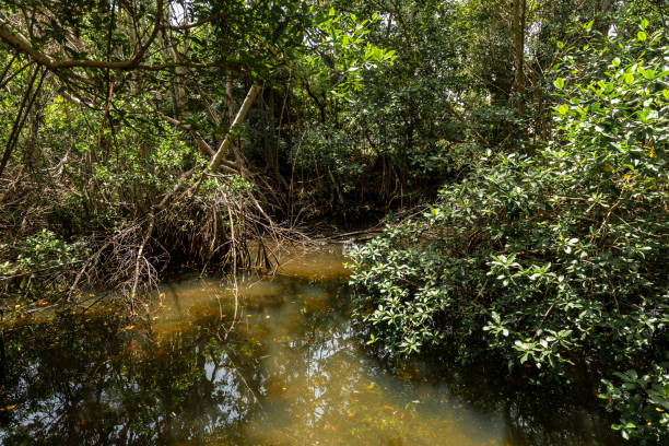 istock Mangrove habitat 1146318869