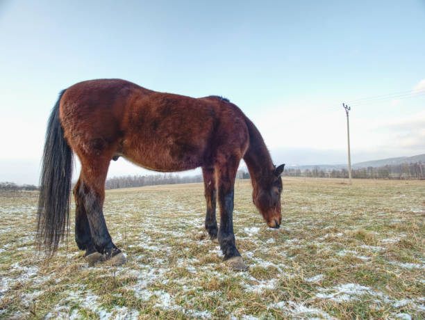 istock Brown horse on farm pasture grazing. 1146319717