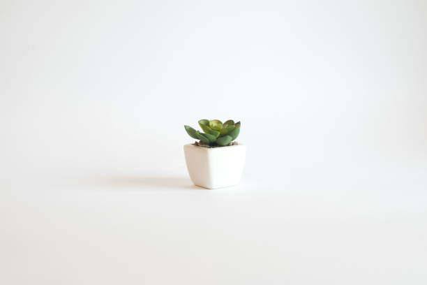 istock Small plastic plant in vase - isolated on white background 1146320028