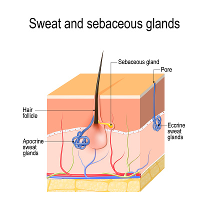 Sweat glands (apocrine, eccrine) and sebaceous gland. Cross section of the Human skin with hair follicle, blood vessels and glands. Vector diagram for educational, medical, biological, and scientific use