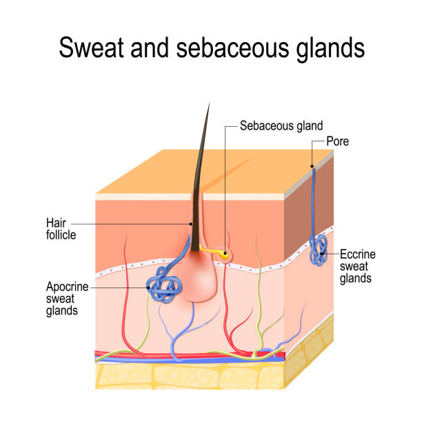 Sweat glands (apocrine, eccrine) and sebaceous gland. Cross section of the Human skin with hair follicle, blood vessels and glands. Sweat glands (apocrine, eccrine) and sebaceous gland. Cross section of the Human skin with hair follicle, blood vessels and glands. Vector diagram for educational, medical, biological, and scientific use sweat gland stock illustrations