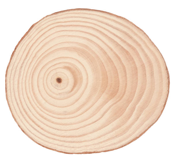 木の丸太の横断面のリング木製の背景 - oval shape 写真 ストックフォトと画像