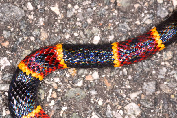 istock Colorful, iridescent scales on winding Eastern Coral snake 1146320989
