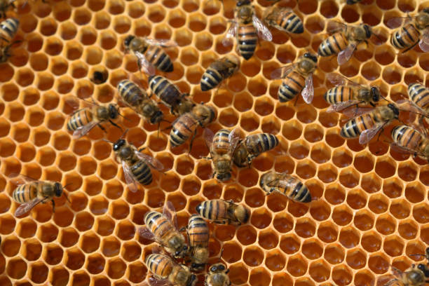 istock Bees working to fill honeycomb. 1146323955