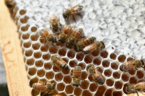 Bee Capping Almost Finished Capping The Honey Stock Photo - Download Image Now ...