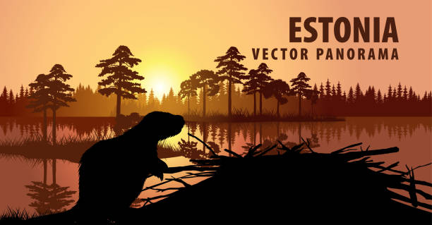 ilustraciones, imágenes clip art, dibujos animados e iconos de stock de panorama vectorial de estonia con castor - forest tundra