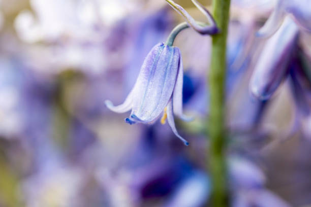 istock Sunlit Bluebells with a shallow depth of field 1146325497