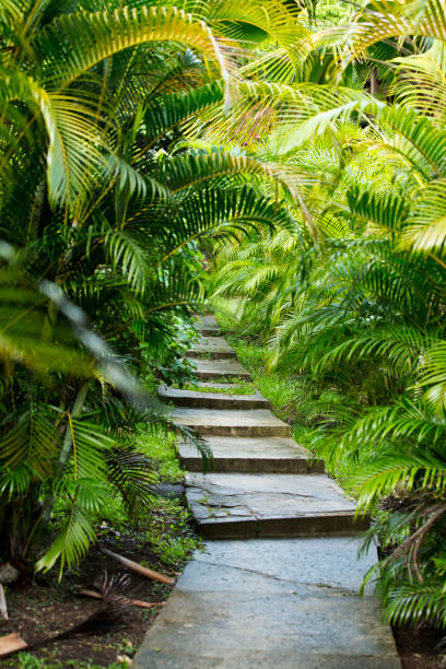 istock Walkway lined with Green Ferns 1146327194