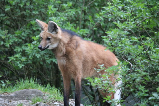 istock Maned wolf in the zoo 1146328136