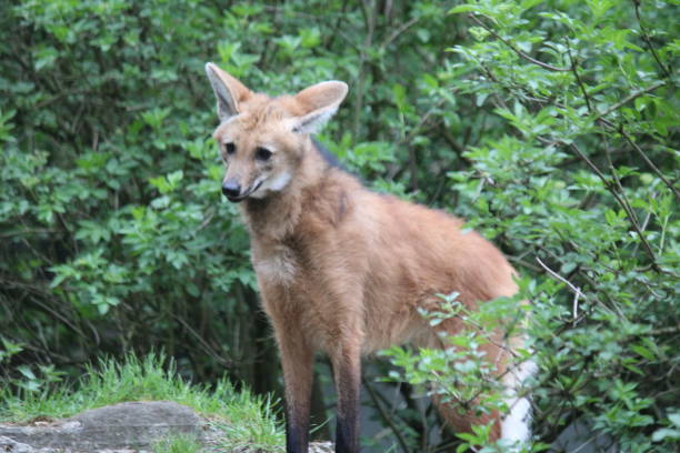 istock Maned wolf in the zoo 1146328145
