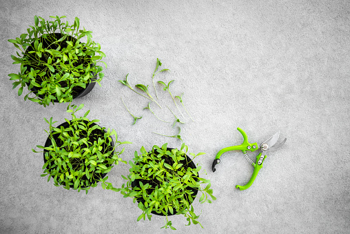 Potted cilantro herbs and garden clippers, on concrete background with copy space.