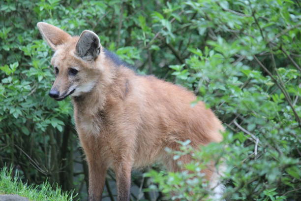 istock Maned wolf in the zoo 1146328189