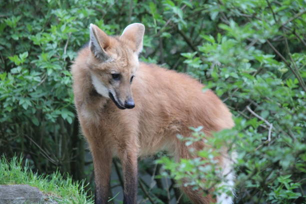istock Maned wolf in the zoo 1146328195