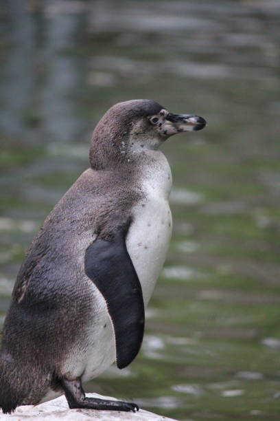 istock Humbold penguin in the zoo 1146328334