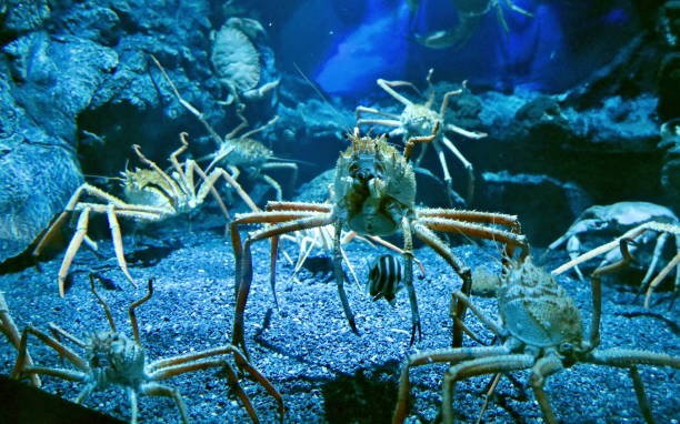 istock group of crabs in an aquarium 1146328448
