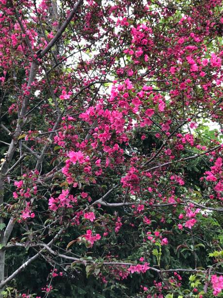 istock Flowering Tree - Pink Flowers 5 1146328640