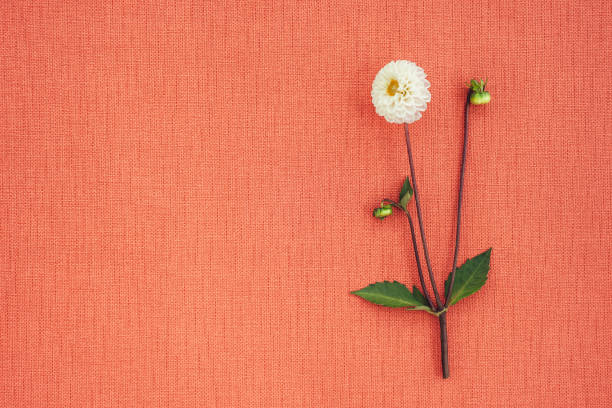 White dahlia on peach colored canvas with copy space