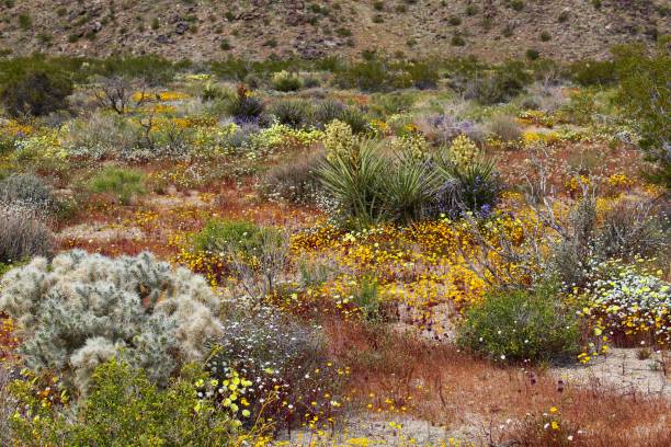 istock BLOOM OF BIODIVERSITY - JOSHUA TREE NP - 040819 A 1146331623