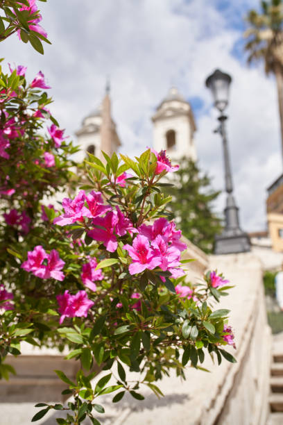 istock Azalea at the Spanish Steps, Rome Italy 1146334622