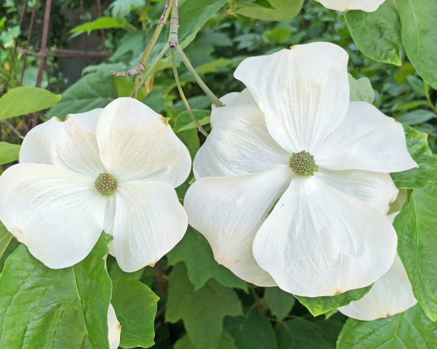 istock White Dogwood Blossoms 1146335705