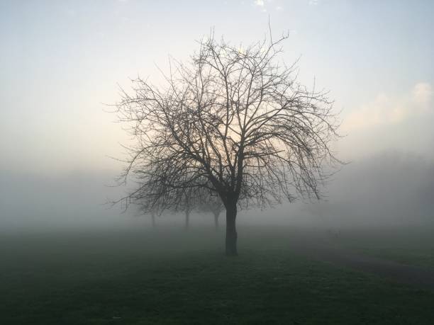Deptford Park in fog