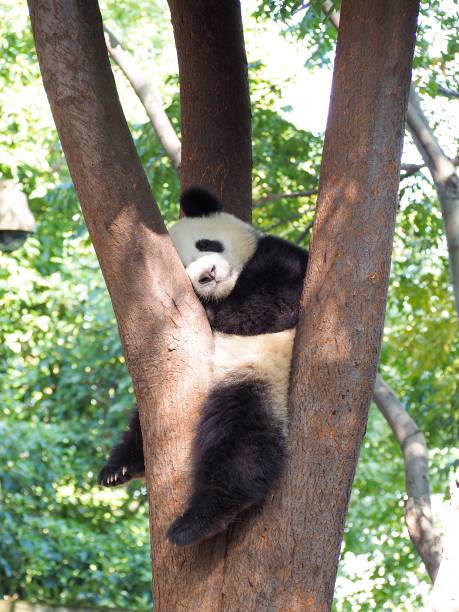 riesen-panda schlafend am baum - orangutan ape endangered species zoo stock-fotos und bilder