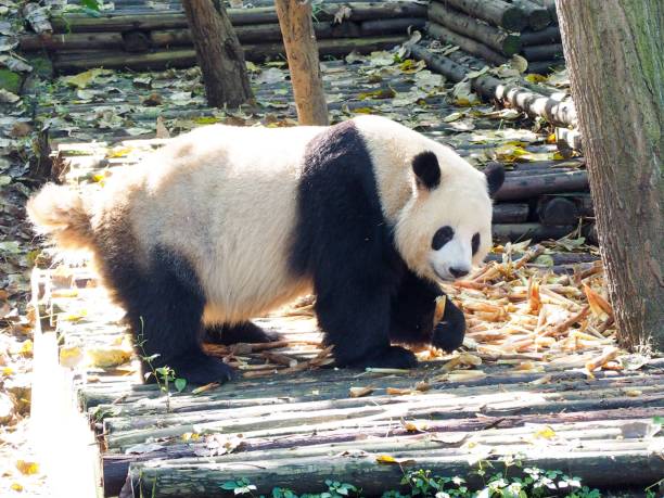 riesen-panda isst bambus-schüsse - monochrome black and white eating chinese cuisine stock-fotos und bilder