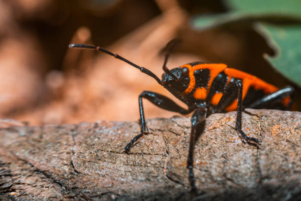 Boxelder bug Boxelder bug computer bug stock pictures, royalty-free photos & images