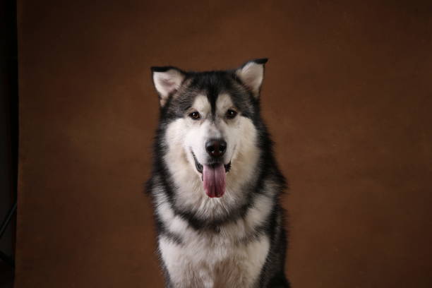 istock Side view at a alaskan malamute dog sitting in studio on brown blackground and looking at camera 1146347920