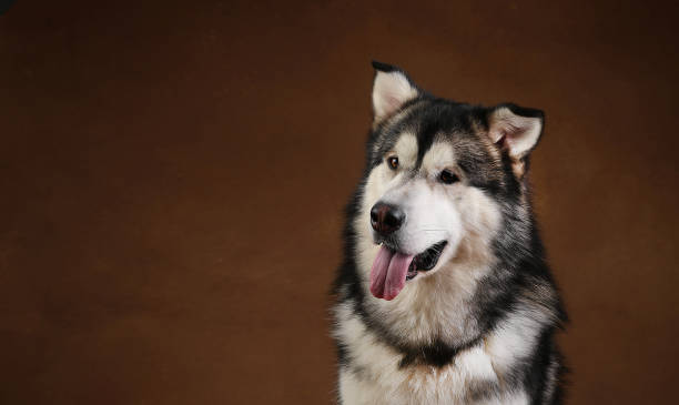 istock Side view at a alaskan malamute dog sitting in studio on brown blackground and looking aside 1146347925