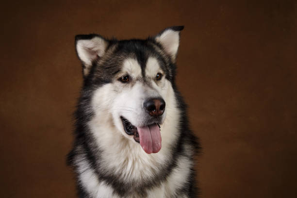 istock Side view at a alaskan malamute dog sitting in studio on brown blackground and looking aside 1146347928