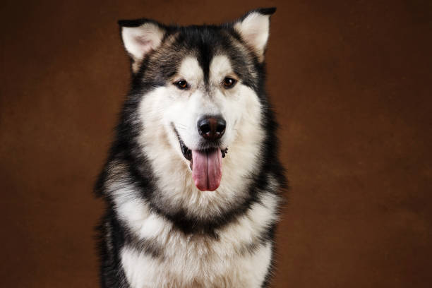 istock Side view at a alaskan malamute dog sitting in studio on brown blackground and looking at camera 1146347933