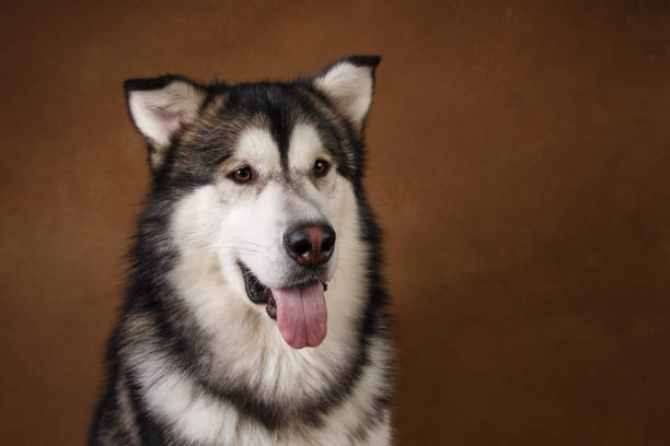 istock Side view at a alaskan malamute dog sitting in studio on brown blackground and looking aside 1146347940