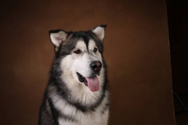 istock Side view at a alaskan malamute dog sitting in studio on brown blackground and looking aside 1146347949