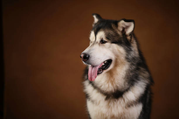 istock Side view at a alaskan malamute dog sitting in studio on brown blackground and looking aside 1146347958