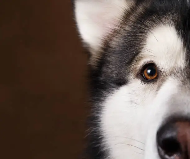 Photo of Close-up view at of alaskan malamute's eye on brown blackground