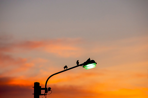 Black silhouettes of birds on Street lighting and background sunset light reflected with the cloud.