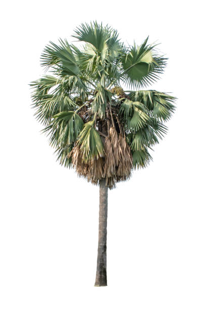 istock Isolated Palm trees on a white background with clipping path. 1146353618