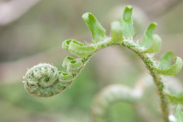 istock Fiddle head Fern - Close Up 1146353908