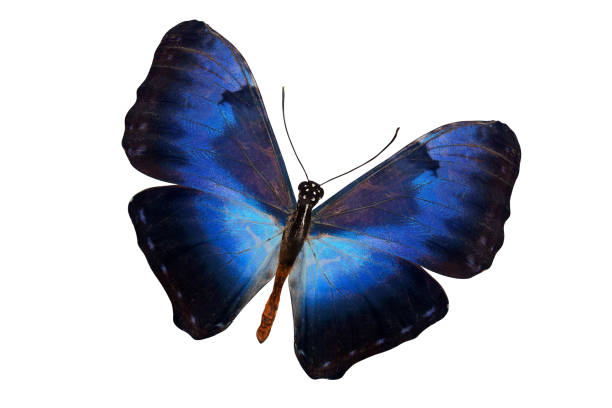 istock tropical blue butterfly. isolated on white background 1146353942
