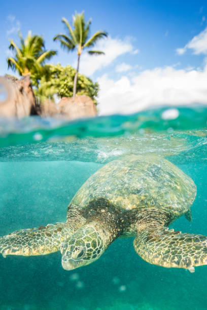 istock Hawaiian green sea turtles 1146354991