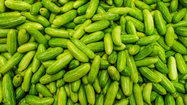 istock Raw Green Organic Tindora. 1146355127