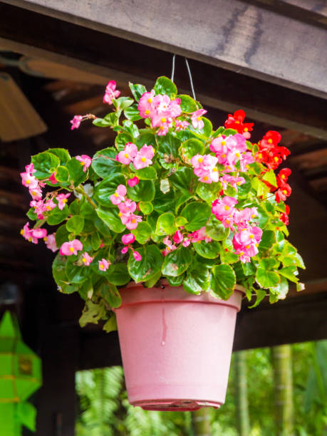 istock Hanging basket of Begonia obliqua 1146356314