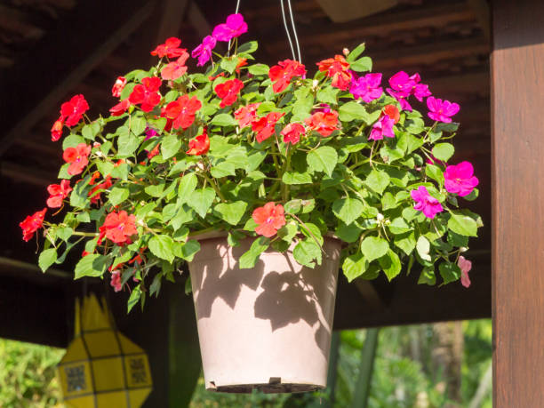 istock Hanging basket of bizzie lizzie 1146356337