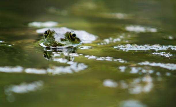 istock frog that pokes his head on the water 1146356445
