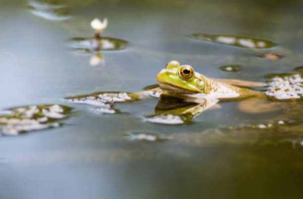 istock little frog in the water with a small flower 1146356449
