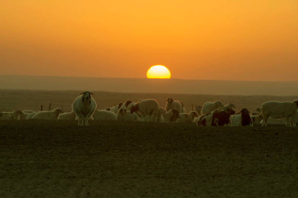 istock ranch scenery at sunset and the beautiful sky at sunset. 1146358005