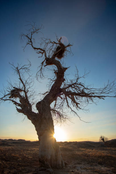 Populus diversifolia tree in the desert.West of Inner Mongolia, China.