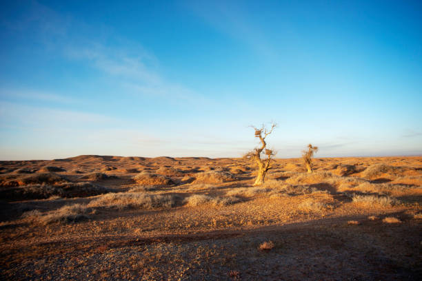 Populus diversifolia tree in the desert.West of Inner Mongolia, China.