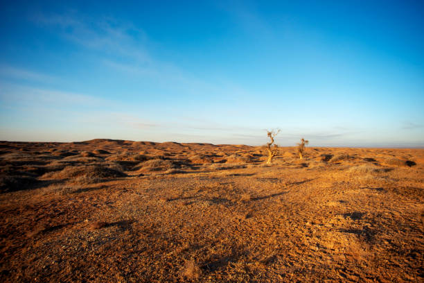 Gobi scenery in the morning.Inner Mongolia, China.